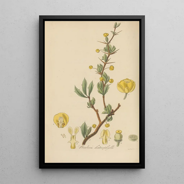 Berberis heterophylla - William Jackson Hooker — framed artwork on a wall