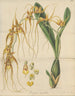 Brassia caudée painting - William Jackson Hooker — artwork view