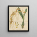 Brassia caudée painting - William Jackson Hooker — framed artwork on a wall