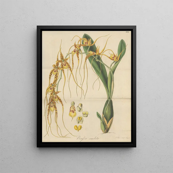 Brassia caudée painting - William Jackson Hooker — framed artwork on a wall