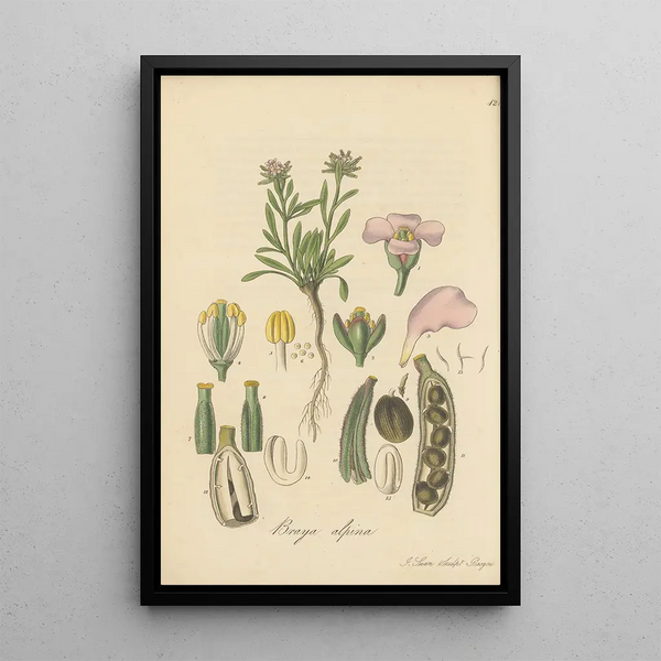 Braya alpina - William Jackson Hooker — framed artwork on a wall