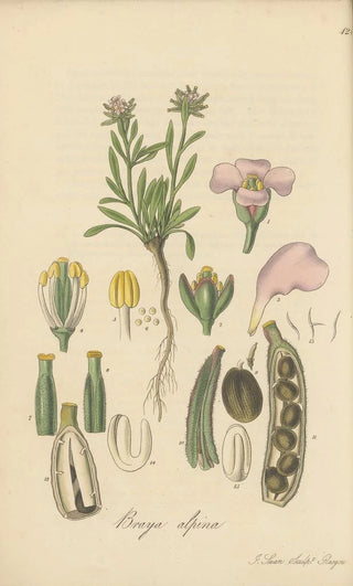 William Jackson Hooker - Braya alpina.webp