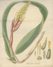 Bromelia nudicaulis - William Jackson Hooker — artwork view