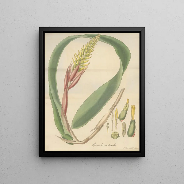 Bromelia nudicaulis - William Jackson Hooker — framed artwork on a wall