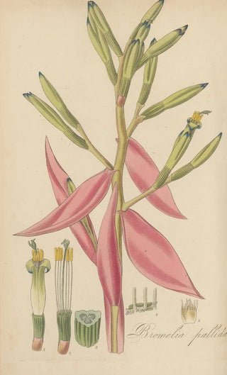 William Jackson Hooker - Bromelia pallida.webp