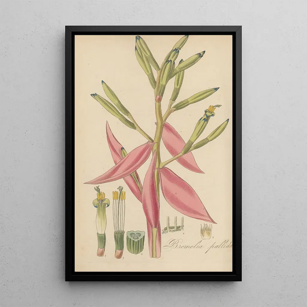 Bromelia pallida - William Jackson Hooker — framed artwork on a wall