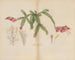 Cactus truncated - William Jackson Hooker — artwork view