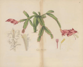 Cactus truncated - William Jackson Hooker — artwork view