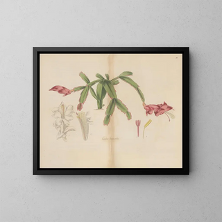 Cactus truncated - William Jackson Hooker — framed artwork on a wall