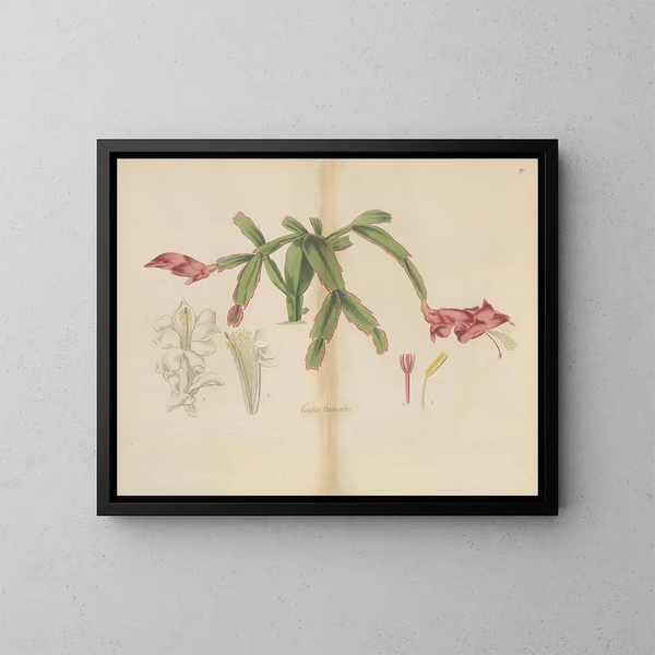 Cactus truncated - William Jackson Hooker — framed artwork on a wall