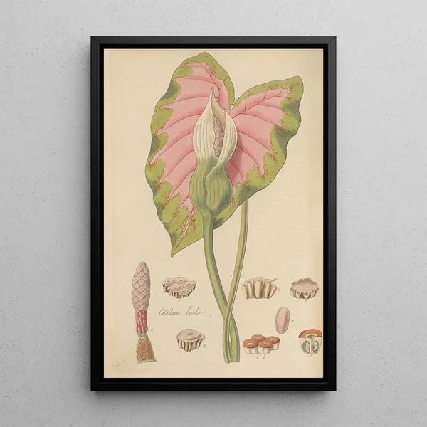 Caladium bicolor - William Jackson Hooker — framed artwork on a wall