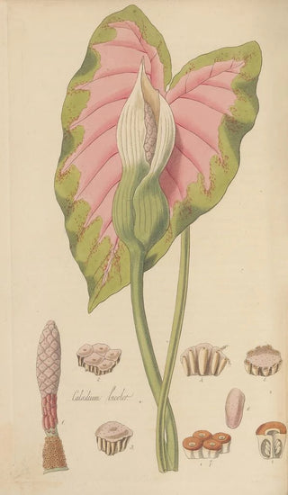 William Jackson Hooker - Caladium bicolor.webp