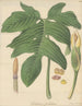 Caladium pedatum - William Jackson Hooker — artwork view