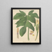 Caladium pedatum - William Jackson Hooker — framed artwork on a wall