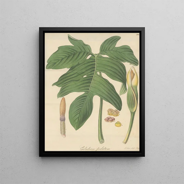 Caladium pedatum - William Jackson Hooker — framed artwork on a wall