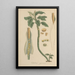 Caladium seguinum painting - William Jackson Hooker — framed artwork on a wall