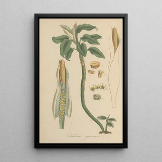 William Jackson Hooker - Caladium seguinum.webp