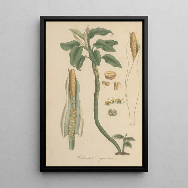 Caladium seguinum painting - William Jackson Hooker — framed artwork on a wall