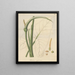 A caladium virgin - William Jackson Hooker — framed artwork on a wall