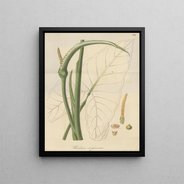 A caladium virgin - William Jackson Hooker — framed artwork on a wall