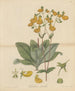 Calceolaria paralia - William Jackson Hooker — artwork view
