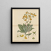Calceolaria paralia - William Jackson Hooker — framed artwork on a wall