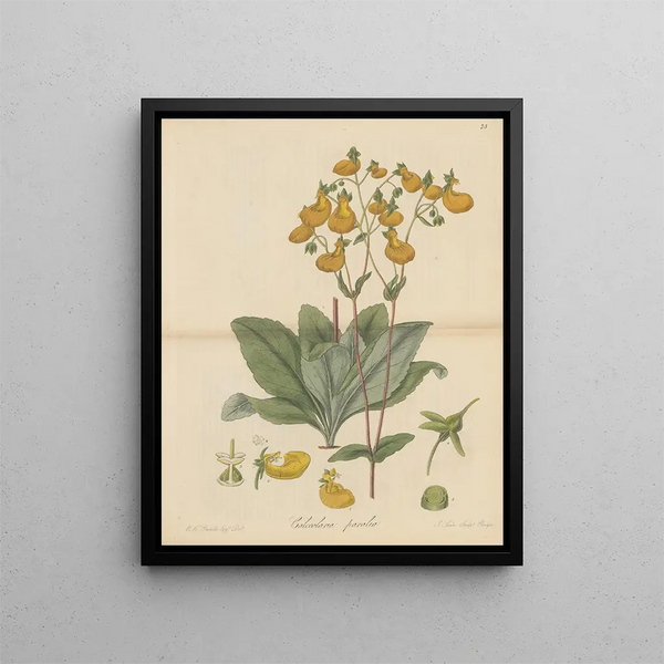 Calceolaria paralia - William Jackson Hooker — framed artwork on a wall
