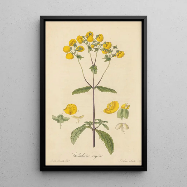 Calceolaria rugosa - William Jackson Hooker — framed artwork on a wall