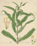 Callicarpa longifolia - William Jackson Hooker — artwork view