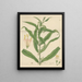 Callicarpa longifolia - William Jackson Hooker — framed artwork on a wall