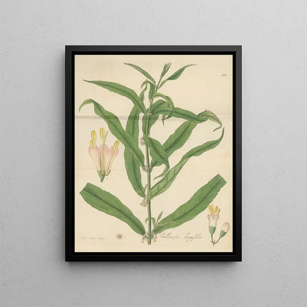 Callicarpa longifolia - William Jackson Hooker — framed artwork on a wall