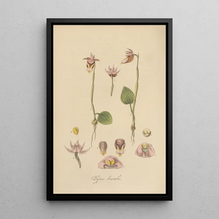 William Jackson Hooker - Calypso borealis.webp