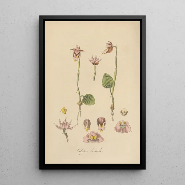 Calypso borealis painting - William Jackson Hooker — framed artwork on a wall