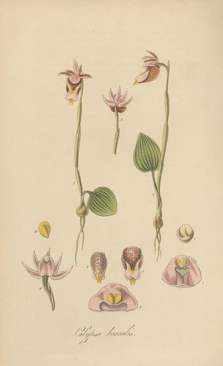 William Jackson Hooker - Calypso borealis.webp