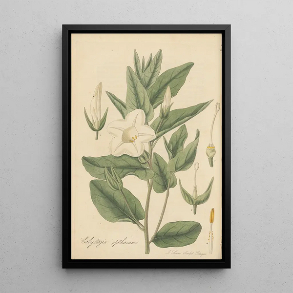Calystegia spithamaea - William Jackson Hooker — framed artwork on a wall