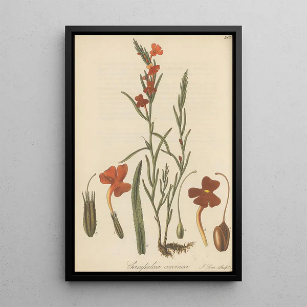 Campuleia coccinea - William Jackson Hooker — framed artwork on a wall