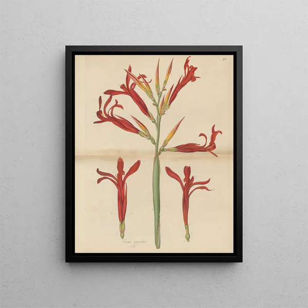 Giant Cane Painting - William Jackson Hooker — framed artwork on a wall