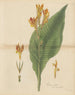 Canna indica var. maculata - William Jackson Hooker — artwork view