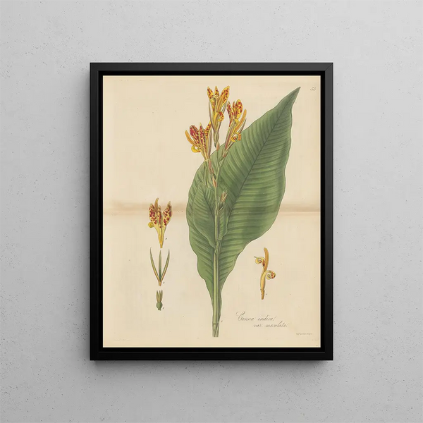 Canna indica var. maculata - William Jackson Hooker — framed artwork on a wall