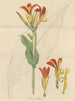 An Open Cane - William Jackson Hooker — artwork view