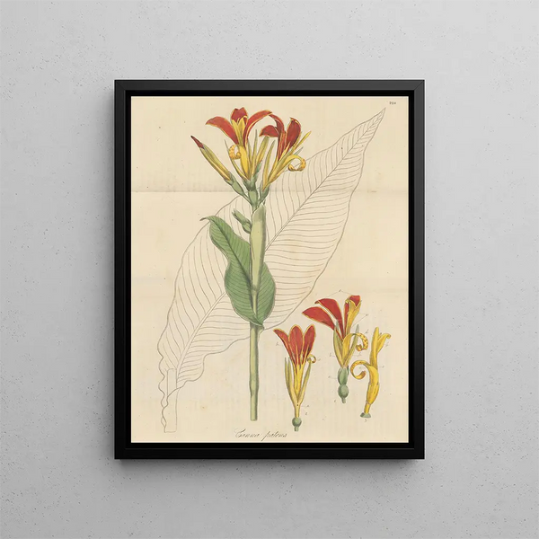 An Open Cane - William Jackson Hooker — framed artwork on a wall
