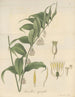 Convallaria oppositifolia - William Jackson Hooker — artwork view