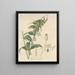 Convallaria oppositifolia - William Jackson Hooker — framed artwork on a wall