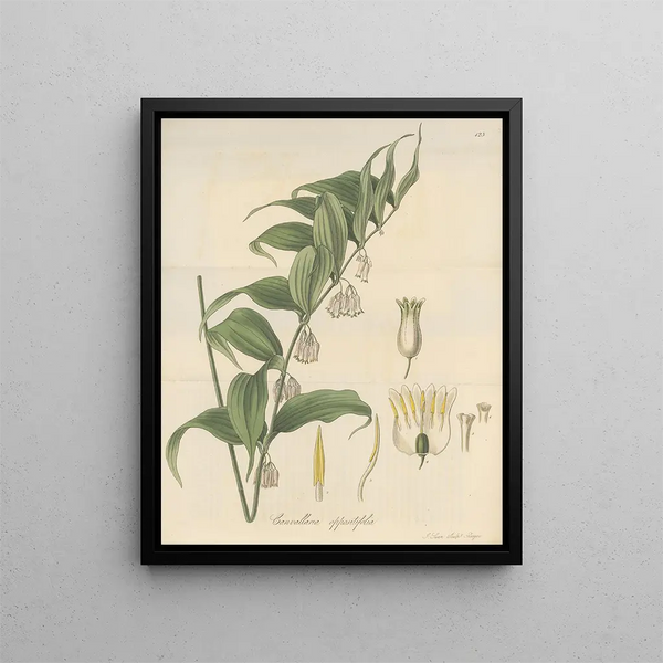 Convallaria oppositifolia - William Jackson Hooker — framed artwork on a wall