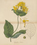 Honeysuckle - William Jackson Hooker — artwork view
