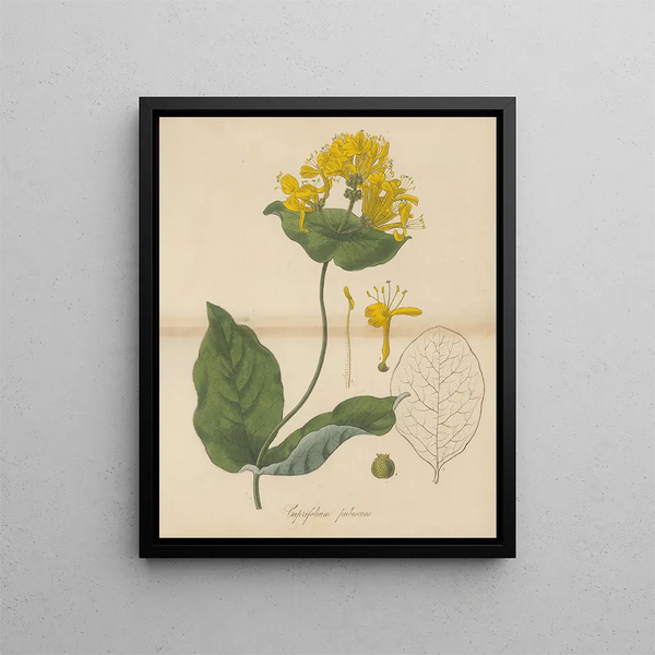 Honeysuckle - William Jackson Hooker — framed artwork on a wall