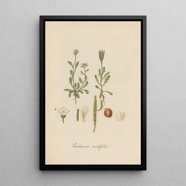 Cardamine resedifolia - William Jackson Hooker — framed artwork on a wall