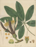 Carolinea alba - William Jackson Hooker — artwork view