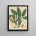 Carolinea alba - William Jackson Hooker — framed artwork on a wall