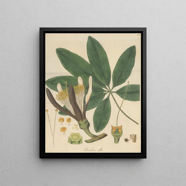 Carolinea alba - William Jackson Hooker — framed artwork on a wall